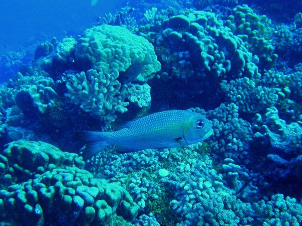 21- Dorade tropicale 